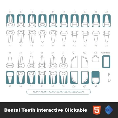 The Different Types of Dental Teeth Interactive Clickable