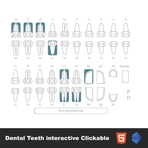The Different Types of Dental Teeth Interactive Clickable